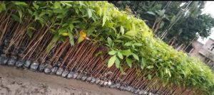 Green Well Drained African Mahogany Plant