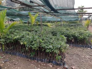 Hybrid Seedless Litchi Plant