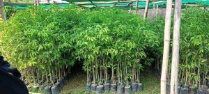 Natural Green Agarwood Plant