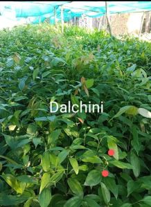 Natural Green Cinnamon Seedling Plant