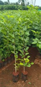 Natural Red Sandalwood Plant