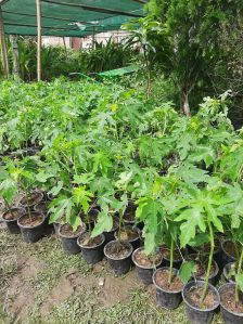 Red Lady Papaya Plant