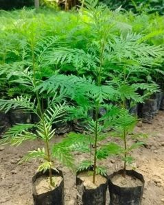 Well Drained Silver Oak Plant