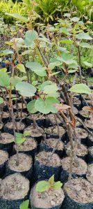 Well Watered Kiwi Fruit Plant