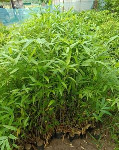 Well Watered Natural Tulda Bamboo Plant