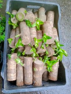 Wooden Brazilian Lucky Wood