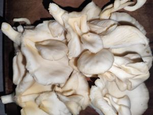 Fresh Oyster Mushroom