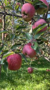 Kashmiri Apple Delicious