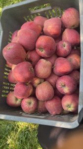 Kashmiri Apple Delicious