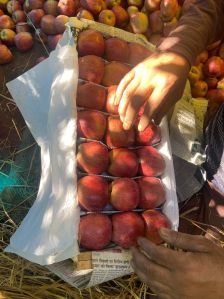 Kashmiri Apple Delicious