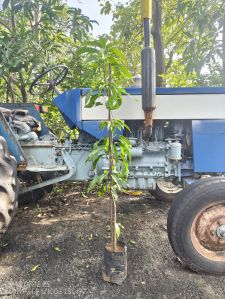 Sonpari Mango Plant