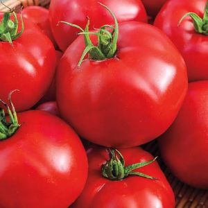 Fresh Tomato