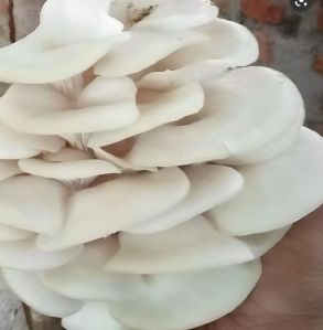 A Grade Fresh Oyster Mushroom