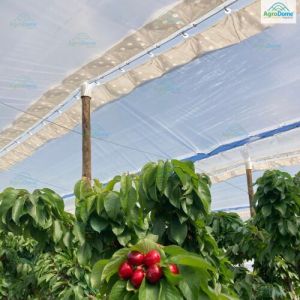 Cherry Orchard Structure for Rain Protection