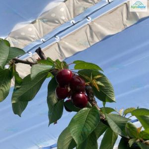 Cherry Orchard Structure for Rain Protection