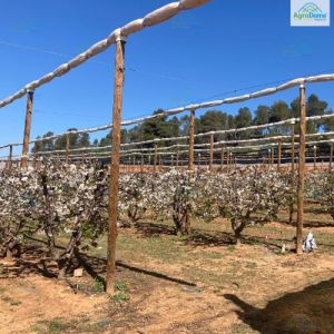 Cherry Orchard Structure for Rain Protection