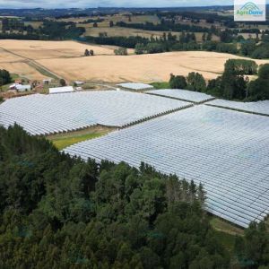 Cherry Orchard Structure for Rain Protection