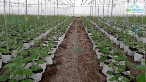 Flat Roof Net House with Rain Protection