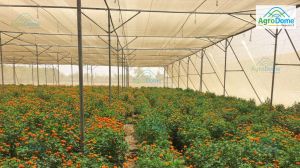 Flat Roof Net House with Rain Protection