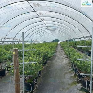 Multi Span Poly Tunnel Structure
