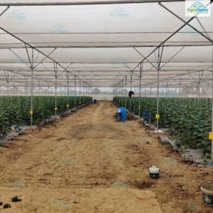Orchards Flat Roof Shade Net House