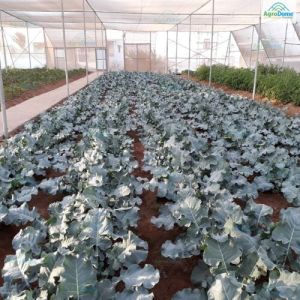 Orchards Flat Roof Shade Net House