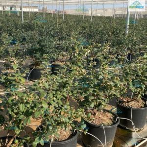 Orchards Flat Roof Shade Net House