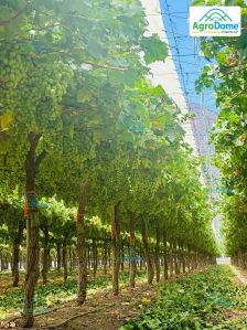 Shade Net House for Grapes Orchard Structure