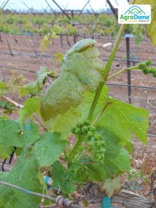 Shade Net House for Grapes Orchard Structure