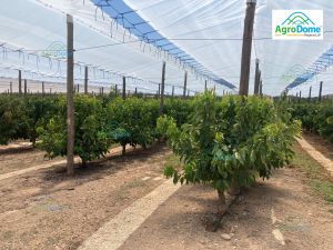 Shade Net House for Cherry Orchard Structure