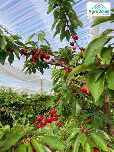 Shade Net House for Cherry Orchard Structure