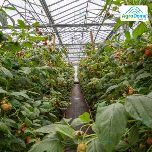 Shade Net House for Raspberry Orchard Structure