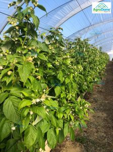 Single Span Poly Tunnel Hoop House