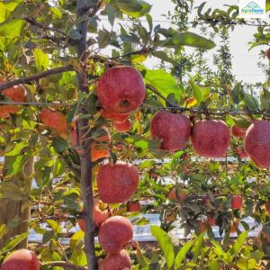 Transparent Anti Hail Shade Net House For Apple Orchards