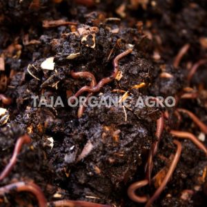 Vermicompost Fertilizer