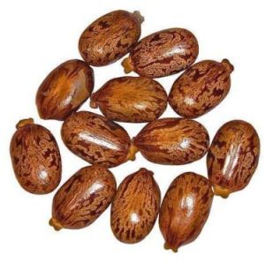Castor Seed