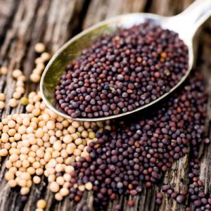 Mustard Seed