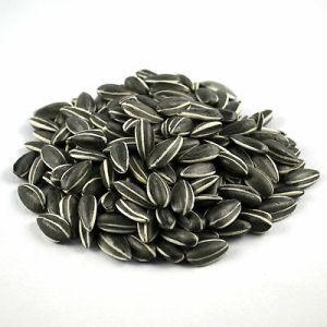 Sunflower Seed