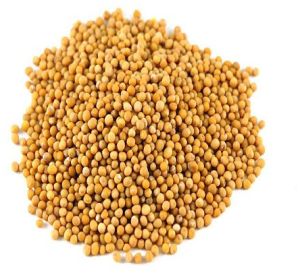 Yellow Mustard Seeds