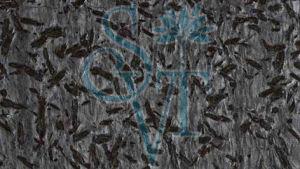 Imported Matrix Granite Slab