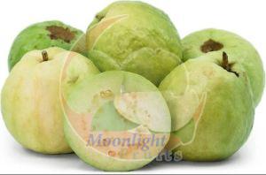 A Grade Indian Guava