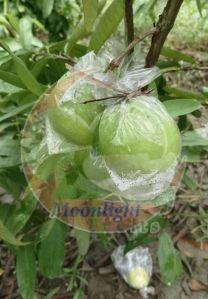 Fresh Allahabadi Guava