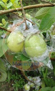 Fresh Allahabadi Guava