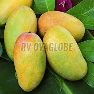 Fresh Indian Kesar Mango