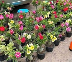 Adenium Flower Plant
