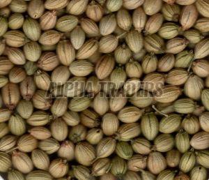 a Grade Coriander Seeds