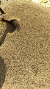 Soya Bean Seeds