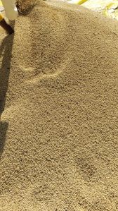 Soya Bean Seeds