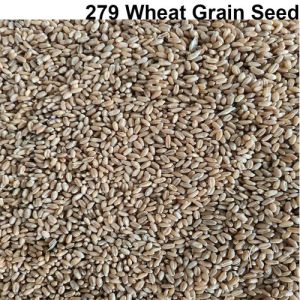 279 Wheat Grain Seeds