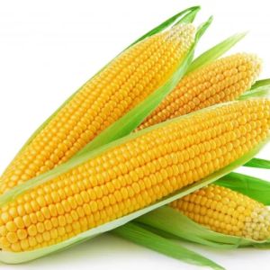 A Grade Yellow Maize